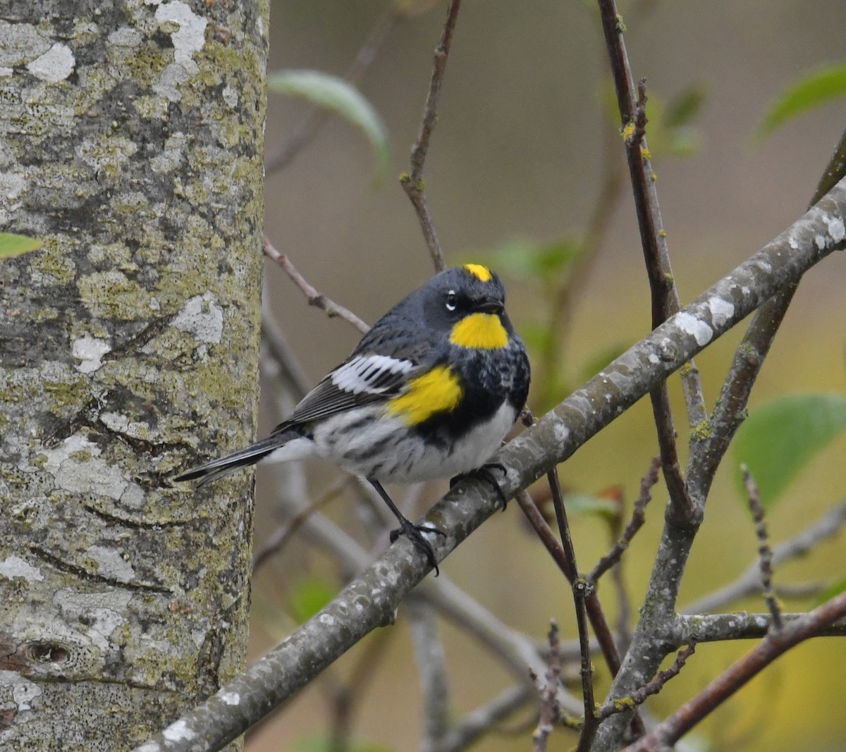 Yellow-rumped Warbler (Audubon's) - ML617911403