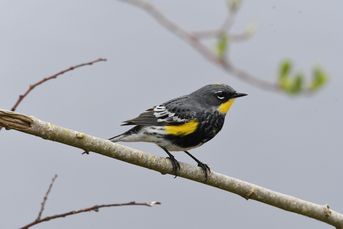 Yellow-rumped Warbler (Audubon's) - John Cooper
