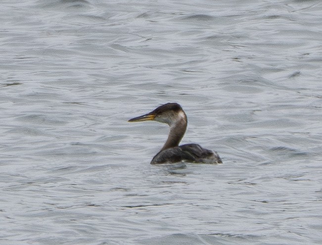 Red-necked Grebe - ML617911415