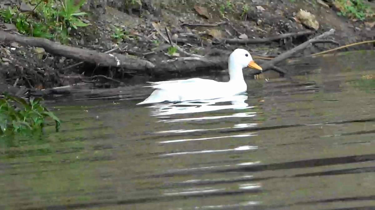 Muscovy Duck (Domestic type) - ML617911460