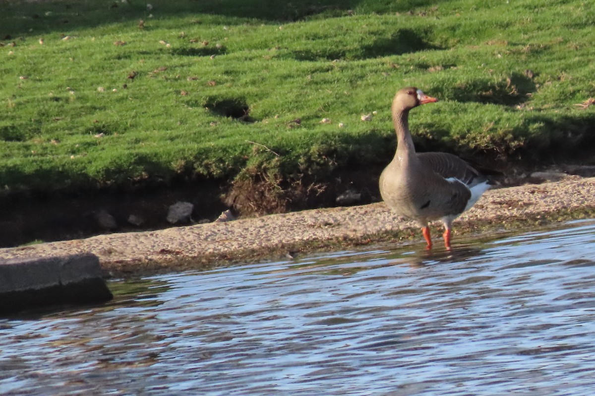 Greater White-fronted Goose - ML617911506