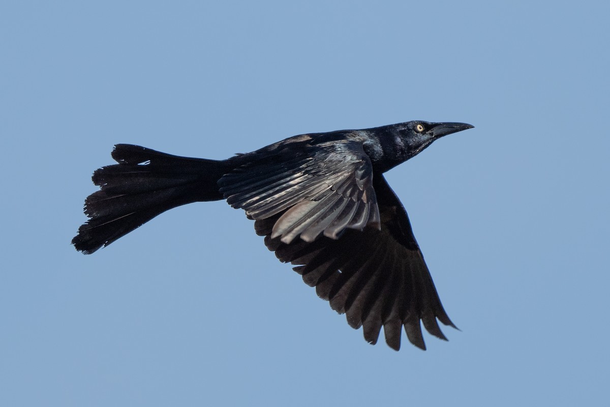 Great-tailed Grackle - ML617911539