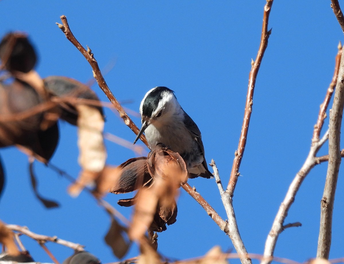 White-breasted Nuthatch - ML617911600