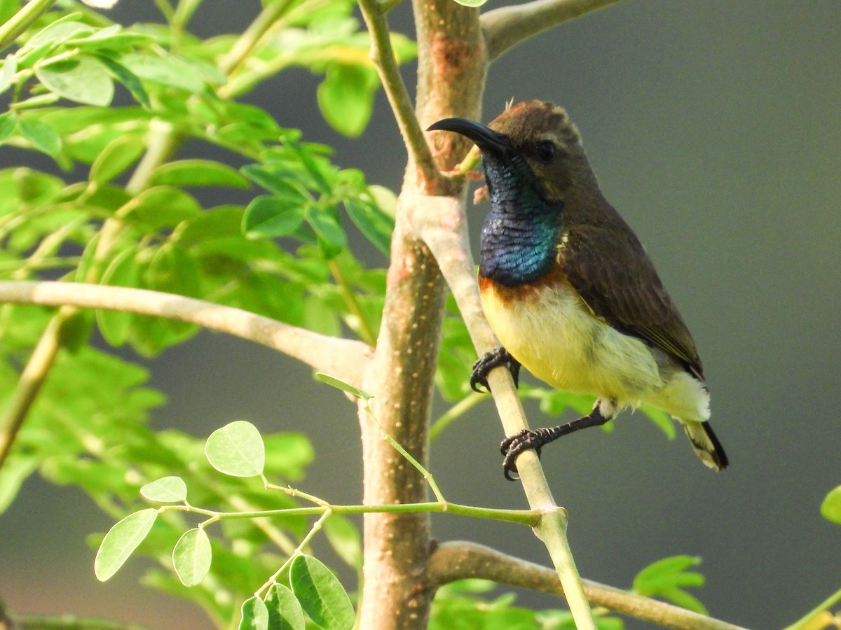 Ornate Sunbird - Rupa Abdi