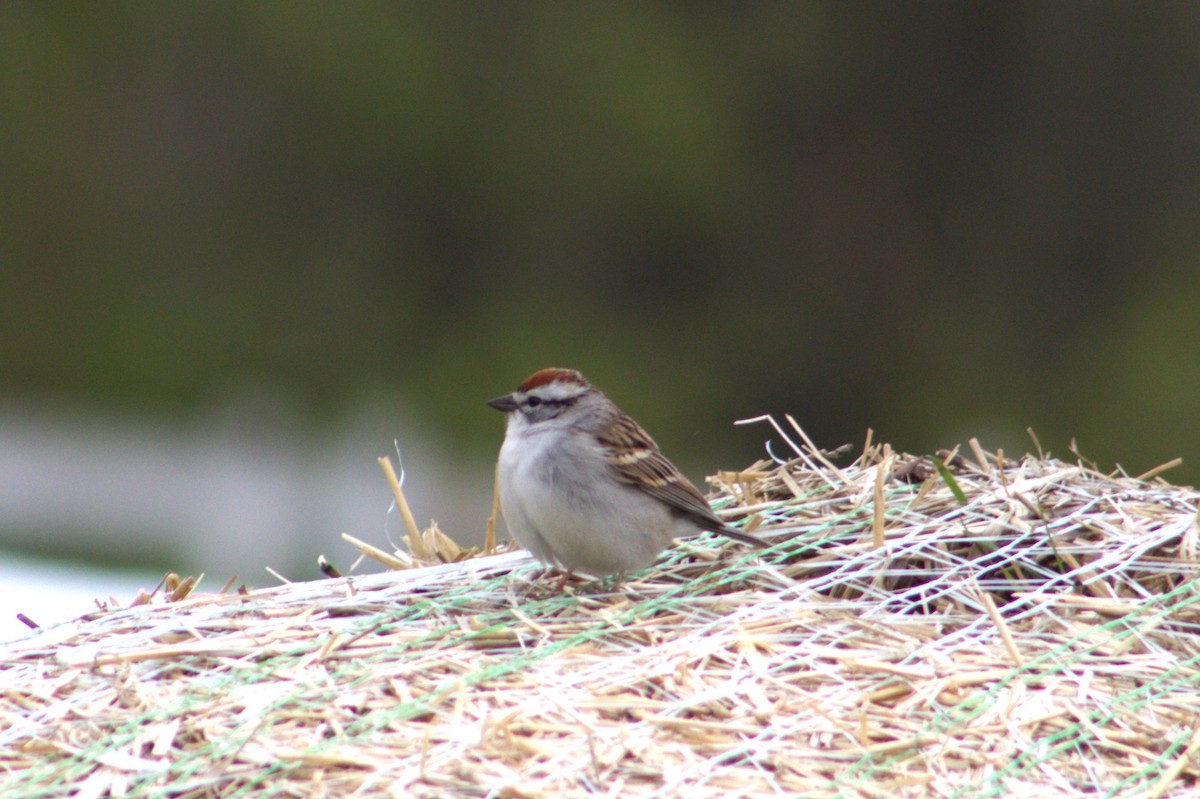 Chipping Sparrow - ML617911608