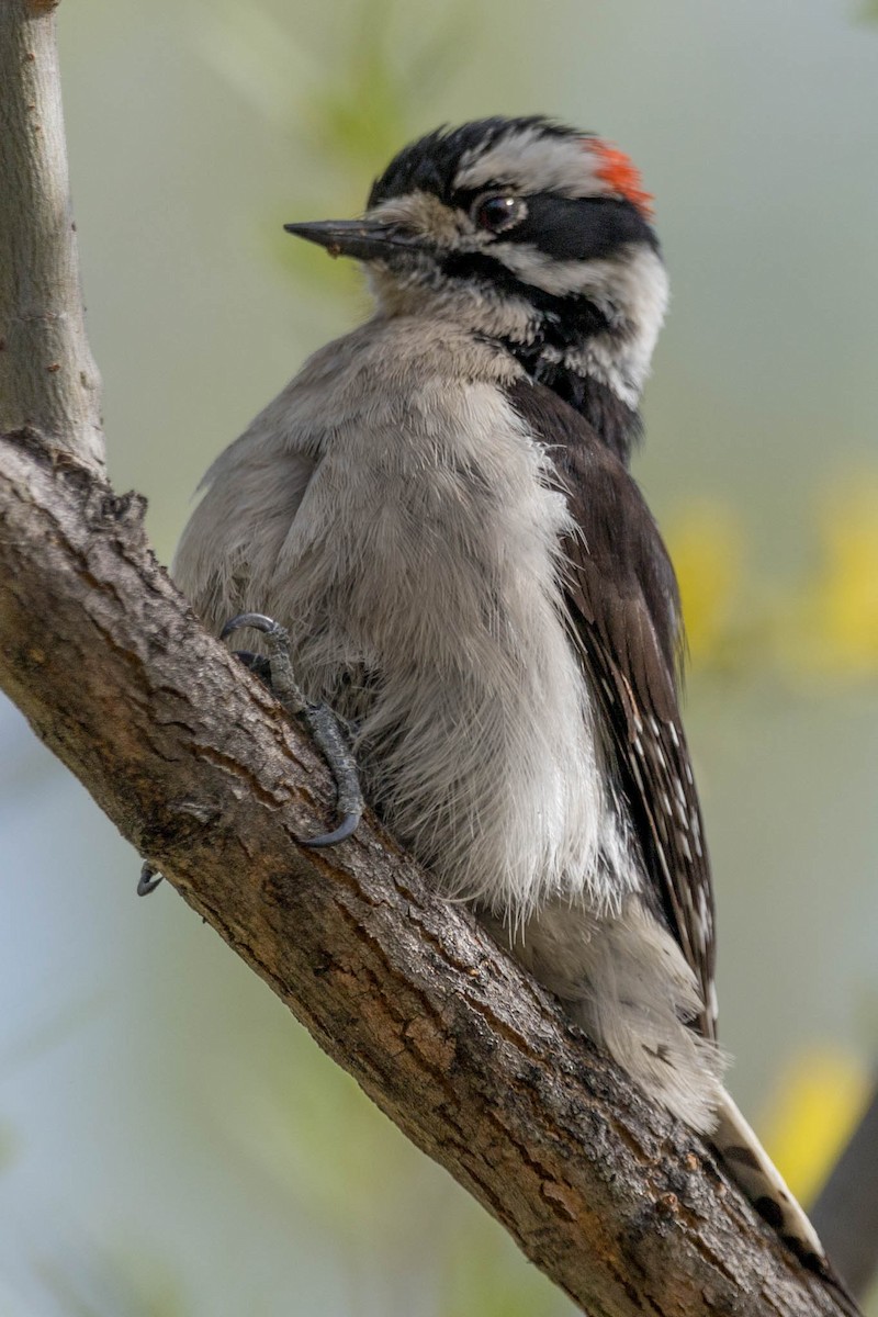 Downy Woodpecker - ML617911652