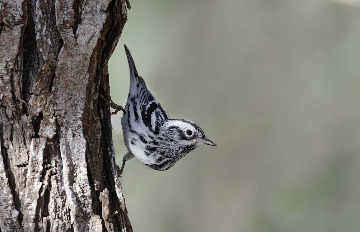 Black-and-white Warbler - ML617911684