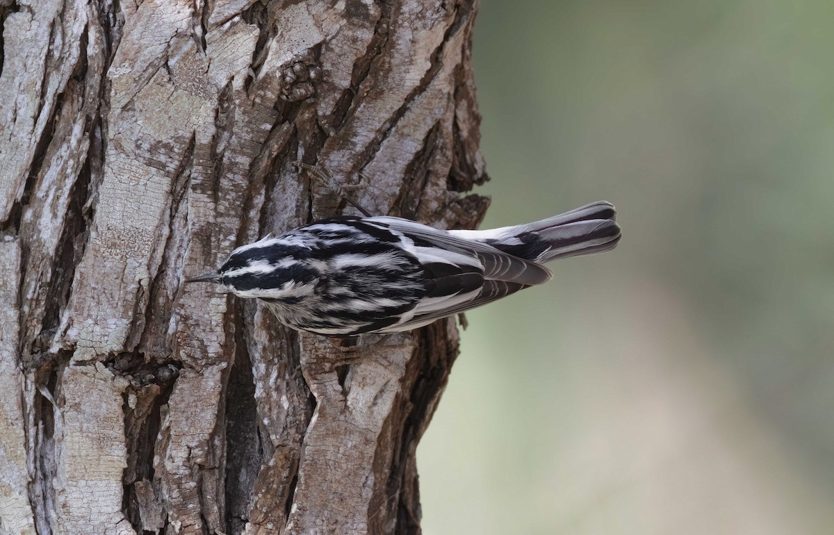 Black-and-white Warbler - ML617911685