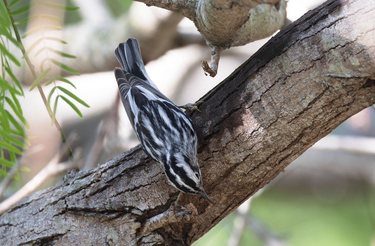 Black-and-white Warbler - ML617911686