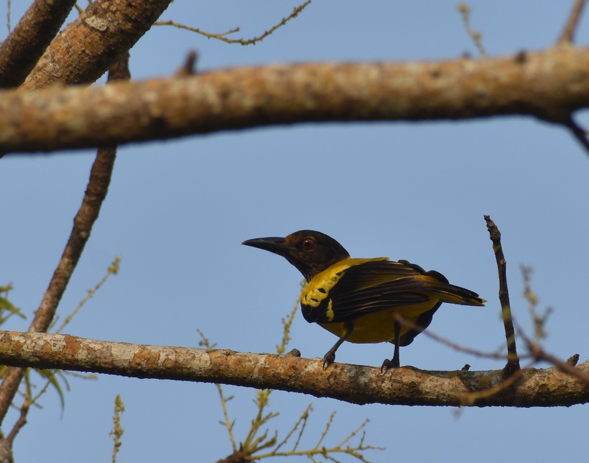Black-hooded Oriole - Anonymous