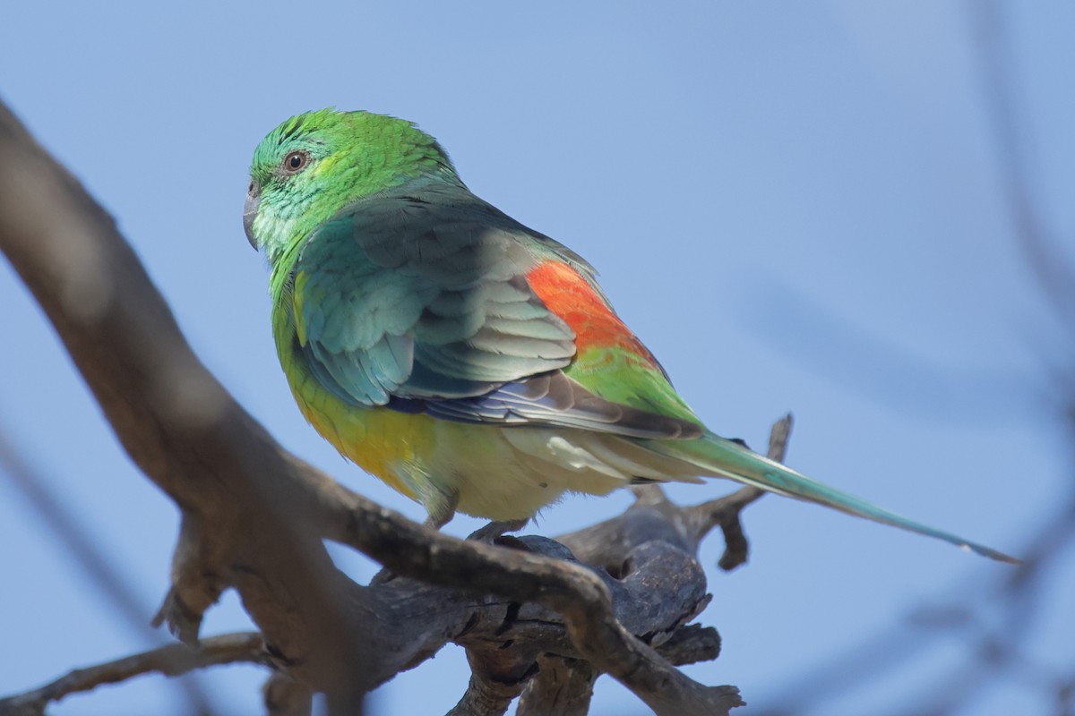 Red-rumped Parrot - ML617911711