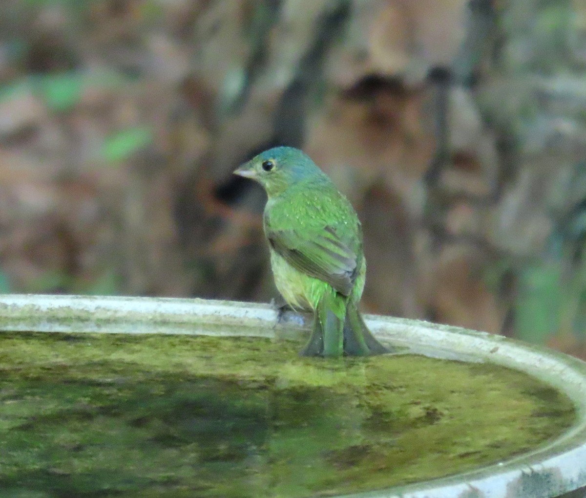 Painted Bunting - ML617911785