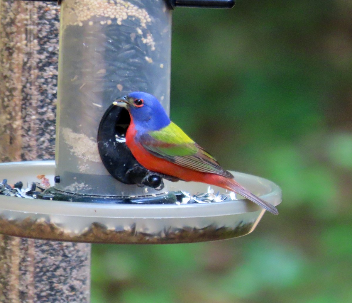 Painted Bunting - ML617911786