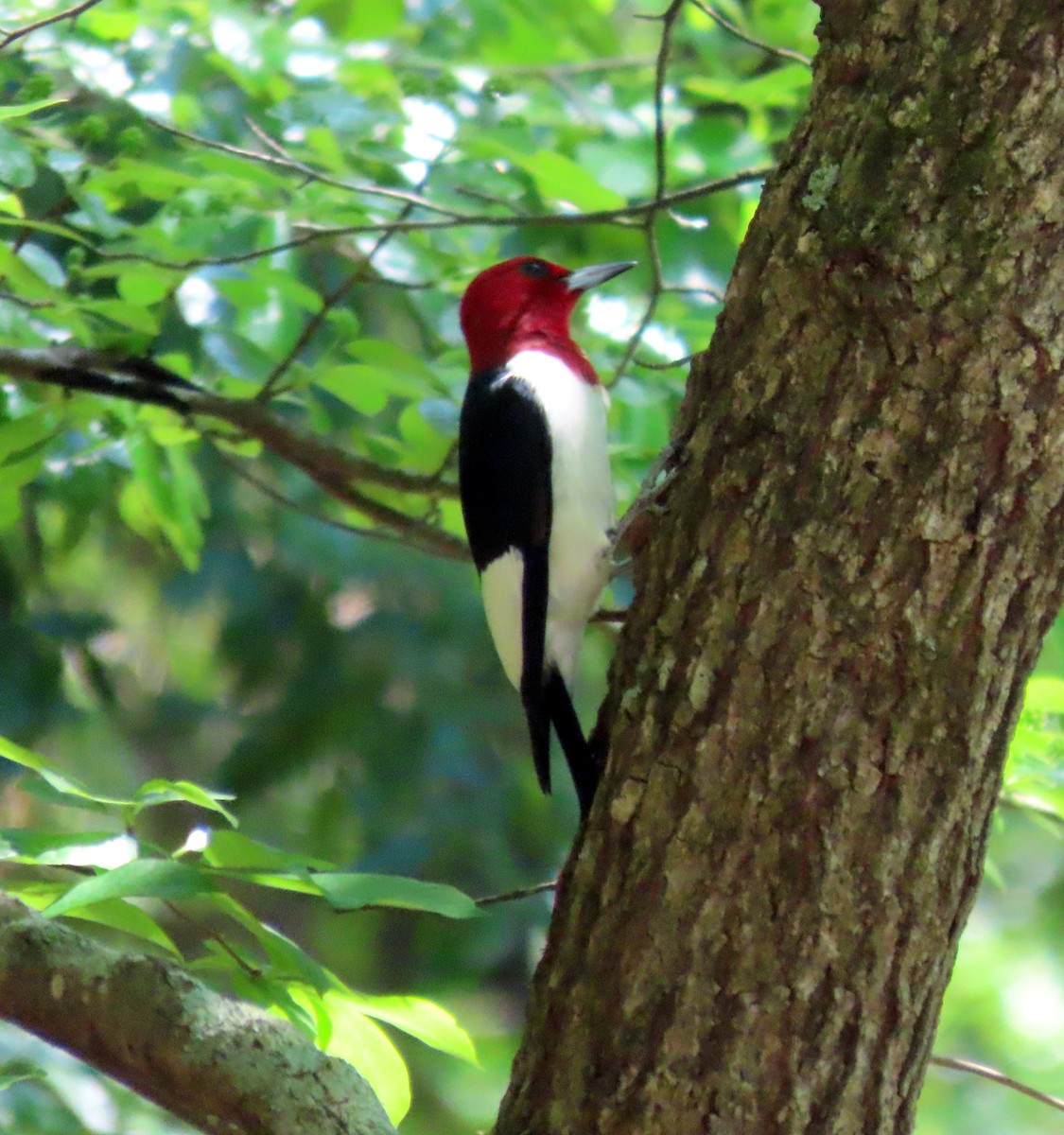 Red-headed Woodpecker - ML617911793