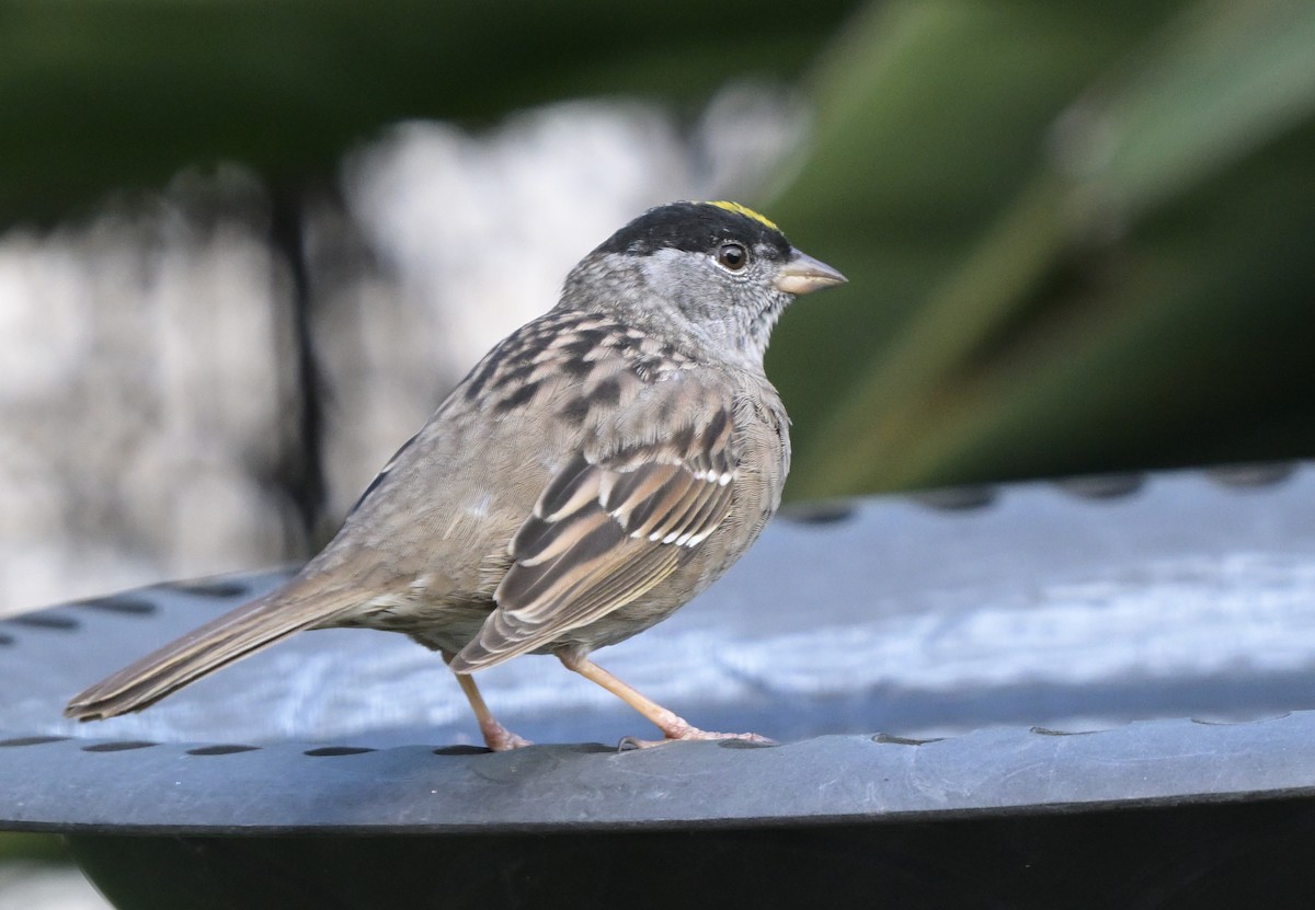 Golden-crowned Sparrow - ML617911805