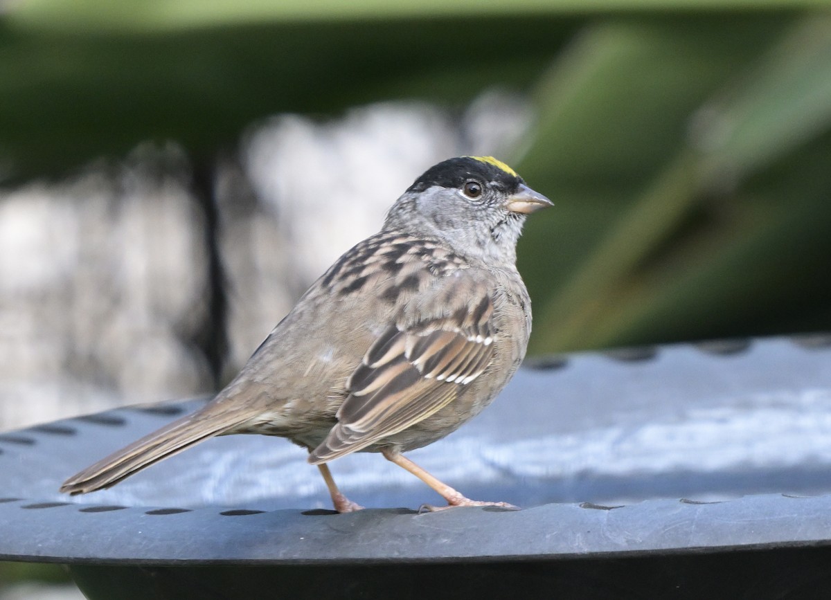 Golden-crowned Sparrow - ML617911806