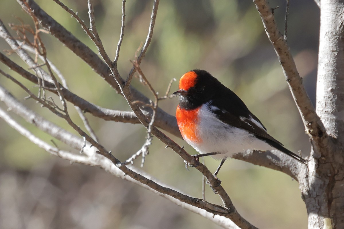 Red-capped Robin - ML617911823