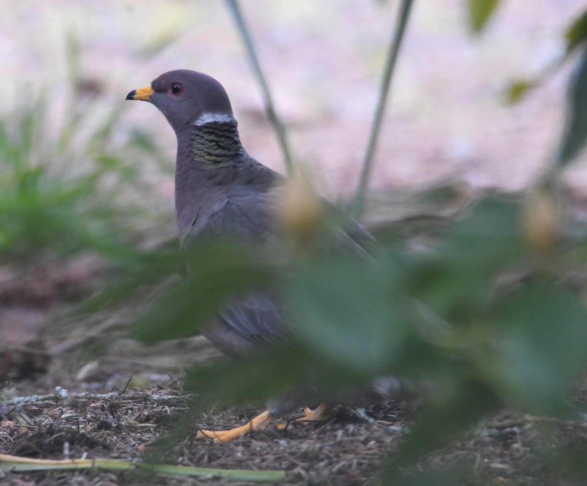 Band-tailed Pigeon - ML617911824