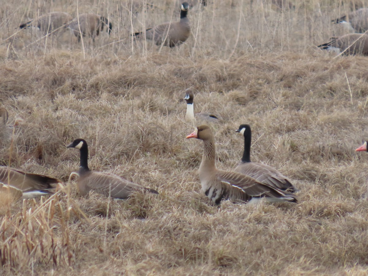 Greater White-fronted Goose - ML617911882