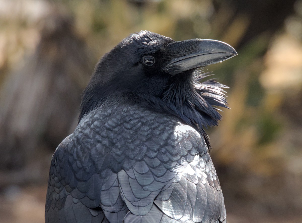 Common Raven - James Earles
