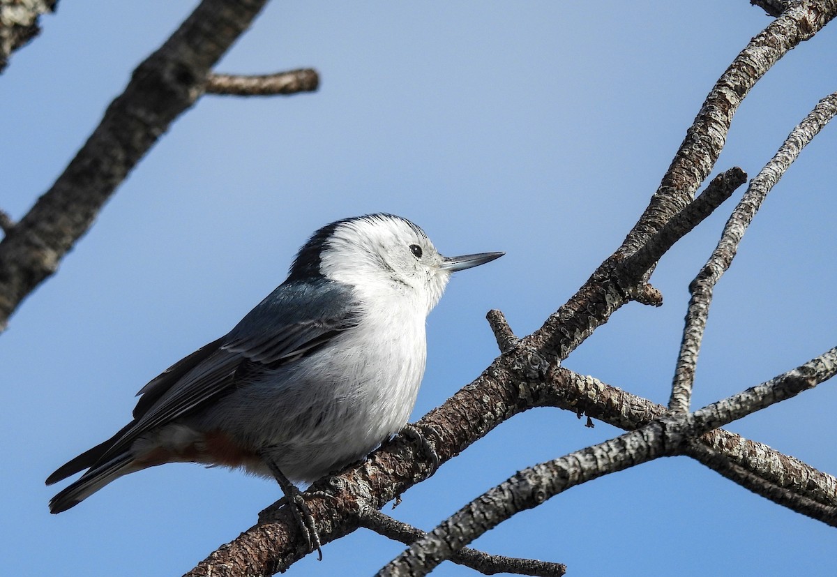 White-breasted Nuthatch - ML617911909
