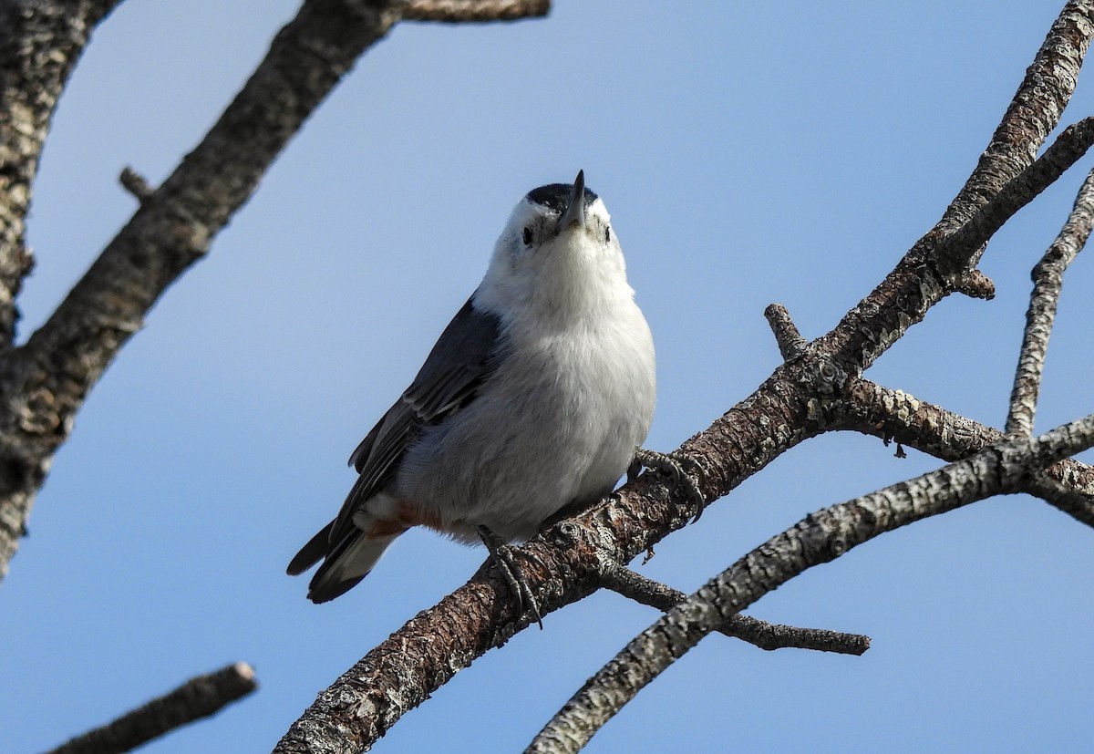 White-breasted Nuthatch - ML617911910