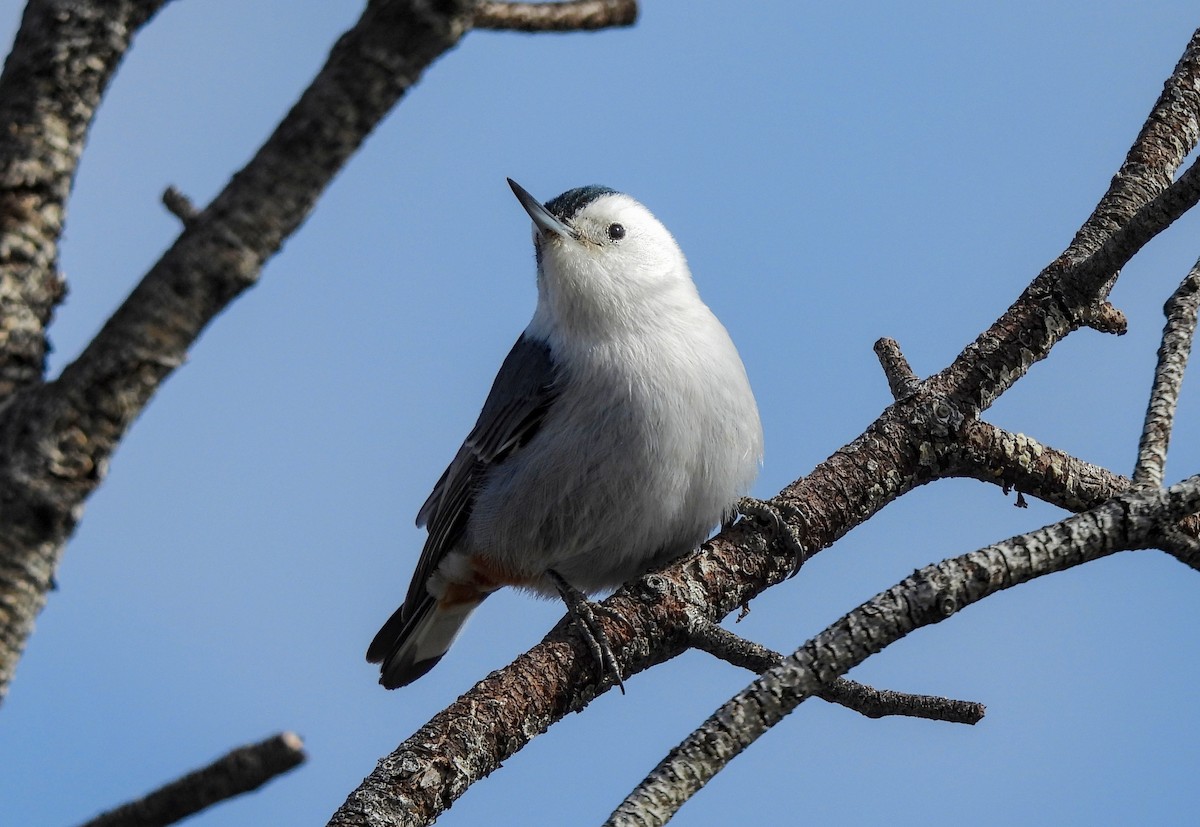 White-breasted Nuthatch - ML617911911