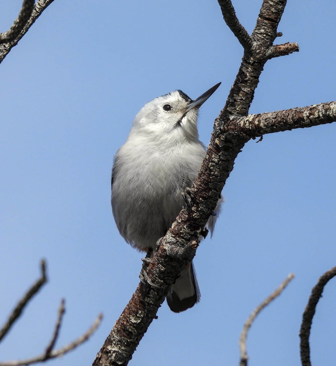 White-breasted Nuthatch - ML617911912