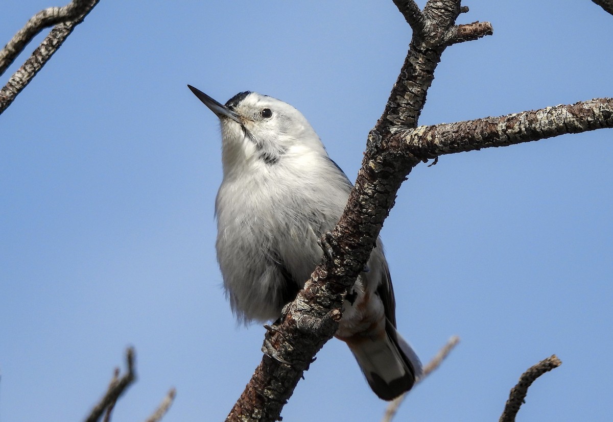 White-breasted Nuthatch - ML617911913