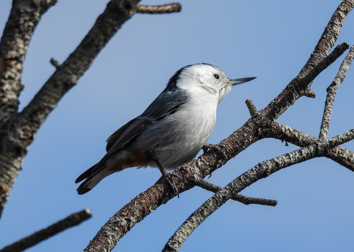 White-breasted Nuthatch - ML617911914
