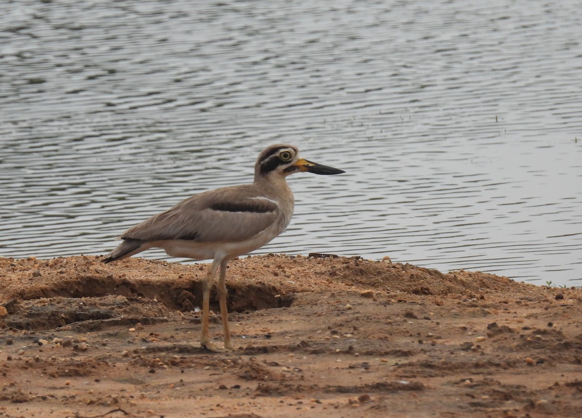 Great Thick-knee - ML617911936