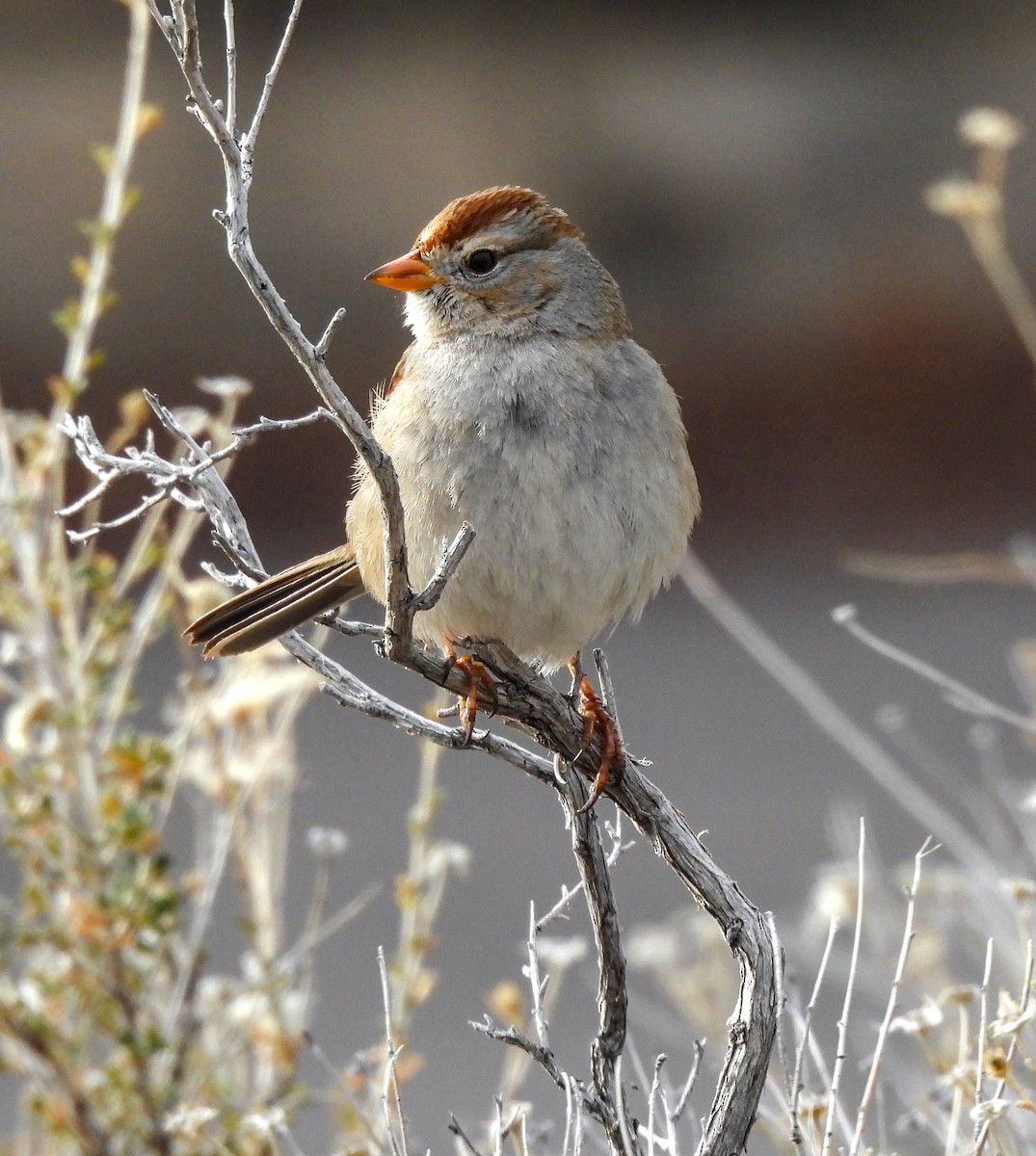 White-crowned Sparrow - ML617911958