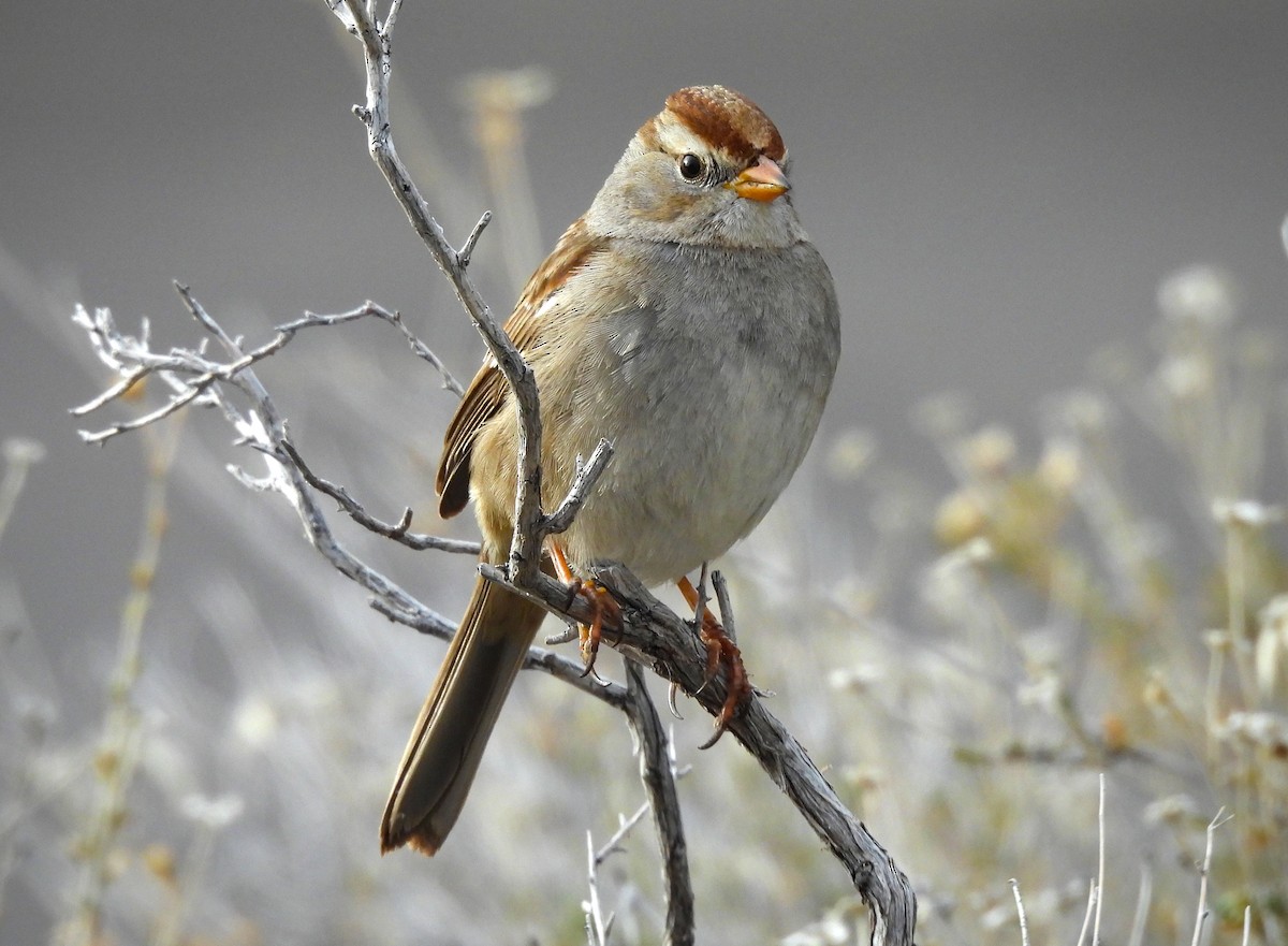 White-crowned Sparrow - ML617911959