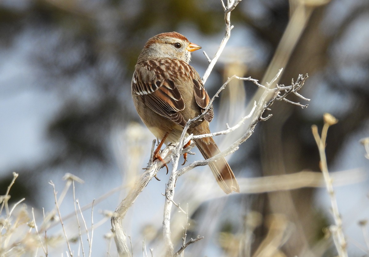 White-crowned Sparrow - ML617911960