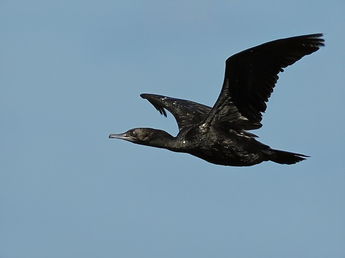 Little Black Cormorant - ML617911967