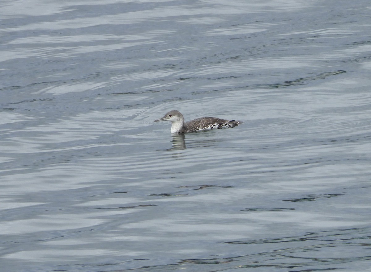Red-throated Loon - ML617911976