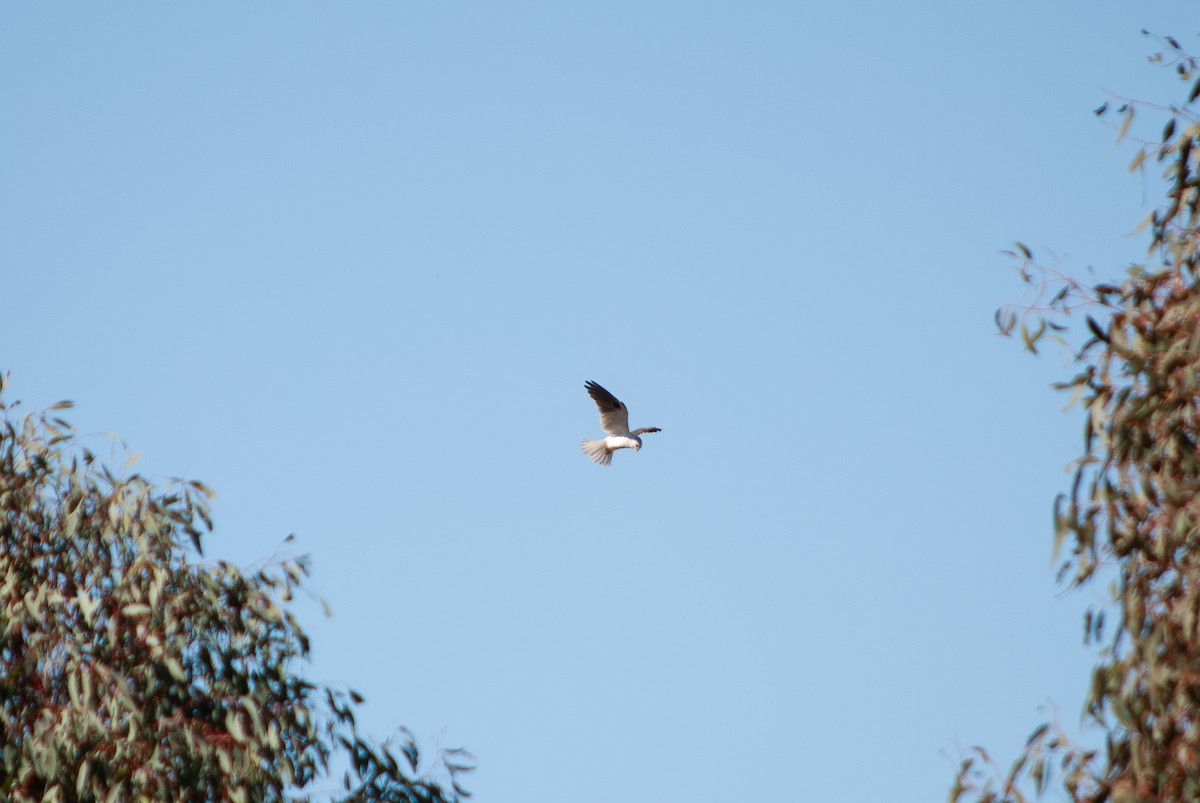 Black-shouldered Kite - ML617911990