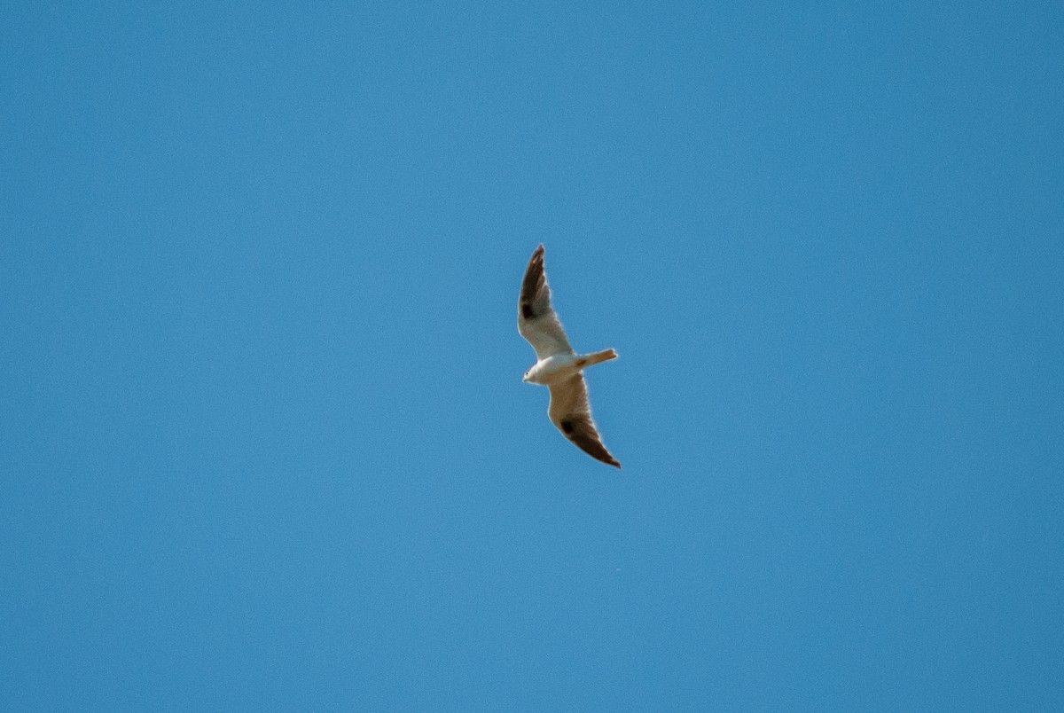 Black-shouldered Kite - ML617911992