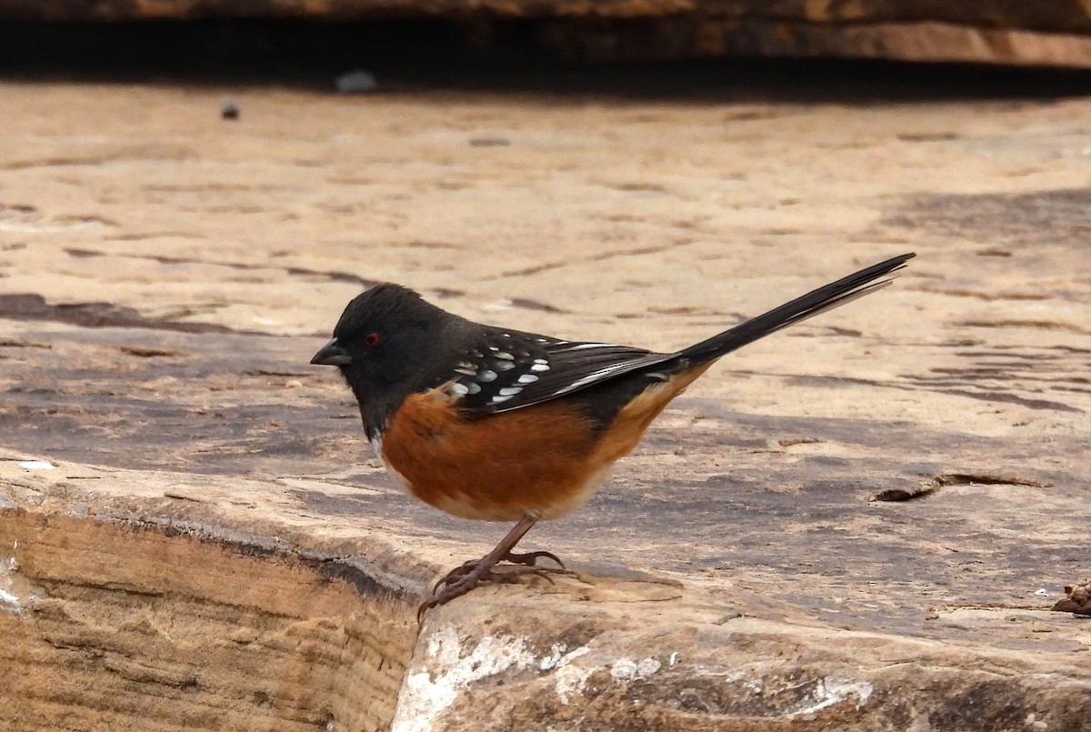 Spotted Towhee - ML617911995