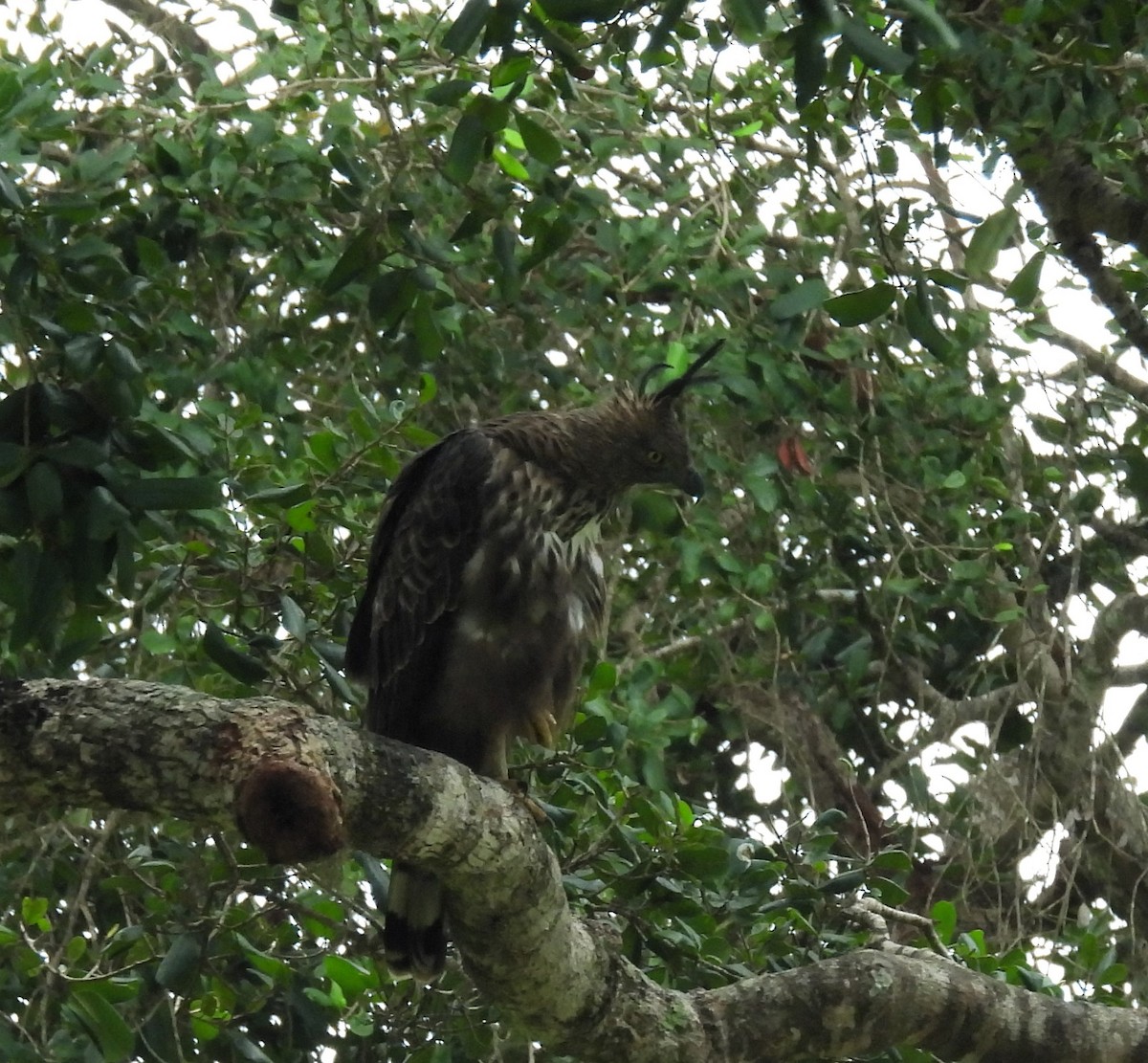 Crested Serpent-Eagle - ML617911996