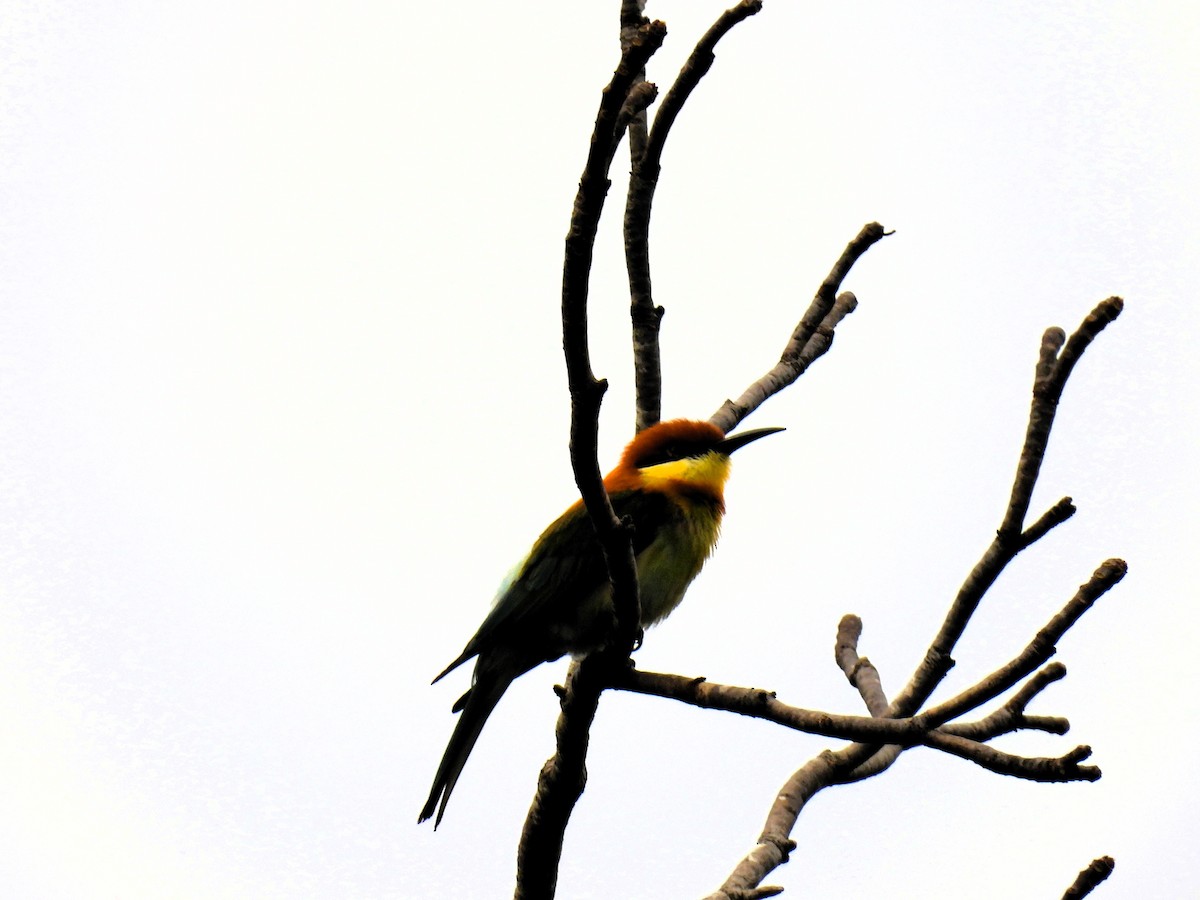 Chestnut-headed Bee-eater - ML617912042