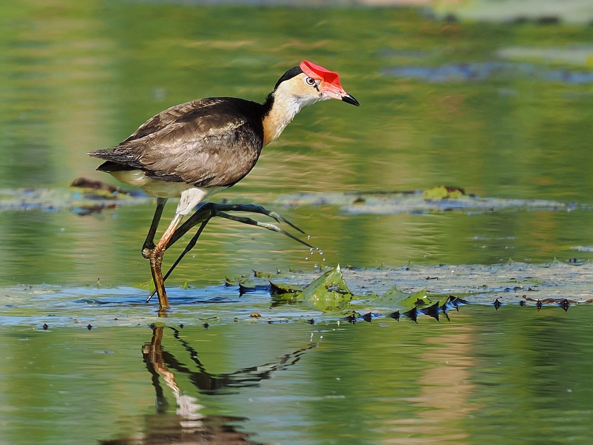Comb-crested Jacana - Len and Chris Ezzy