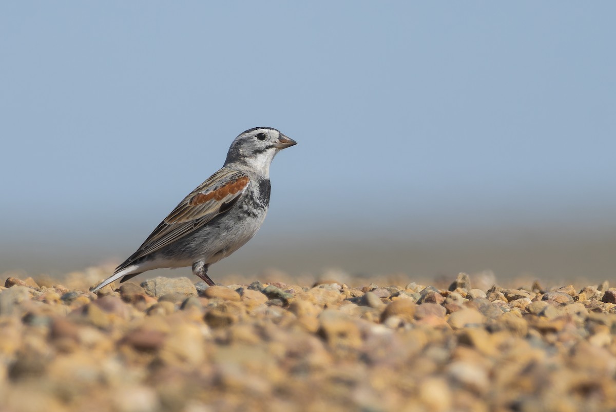 Thick-billed Longspur - ML617912062