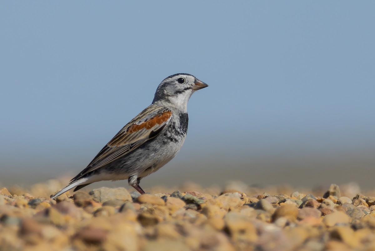 Thick-billed Longspur - ML617912063