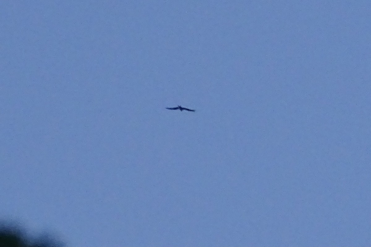 Swallow-tailed Kite - ML617912065