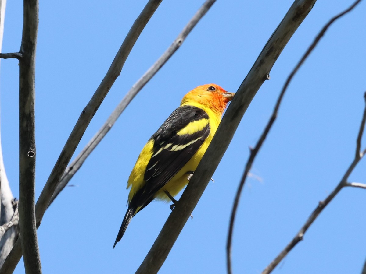Western Tanager - ML617912094