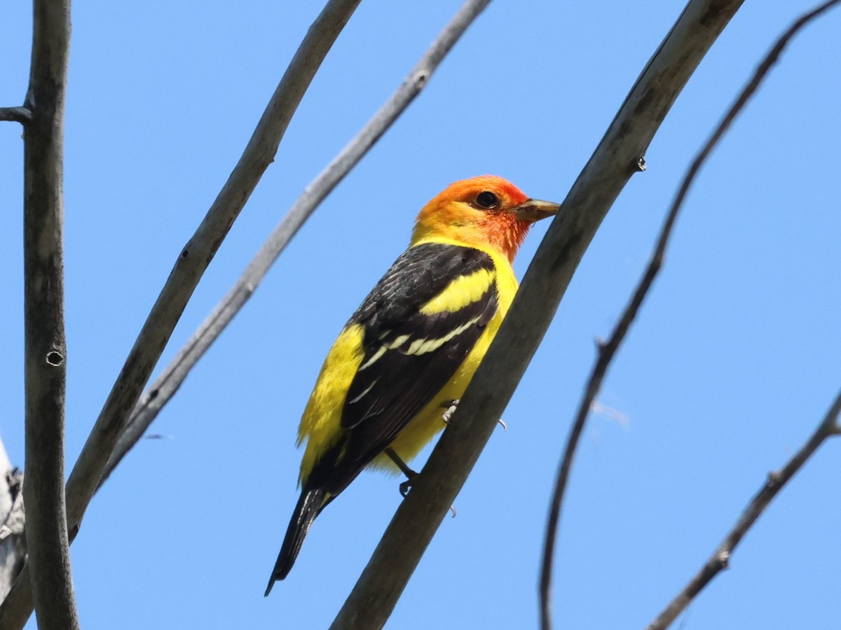Western Tanager - ML617912095