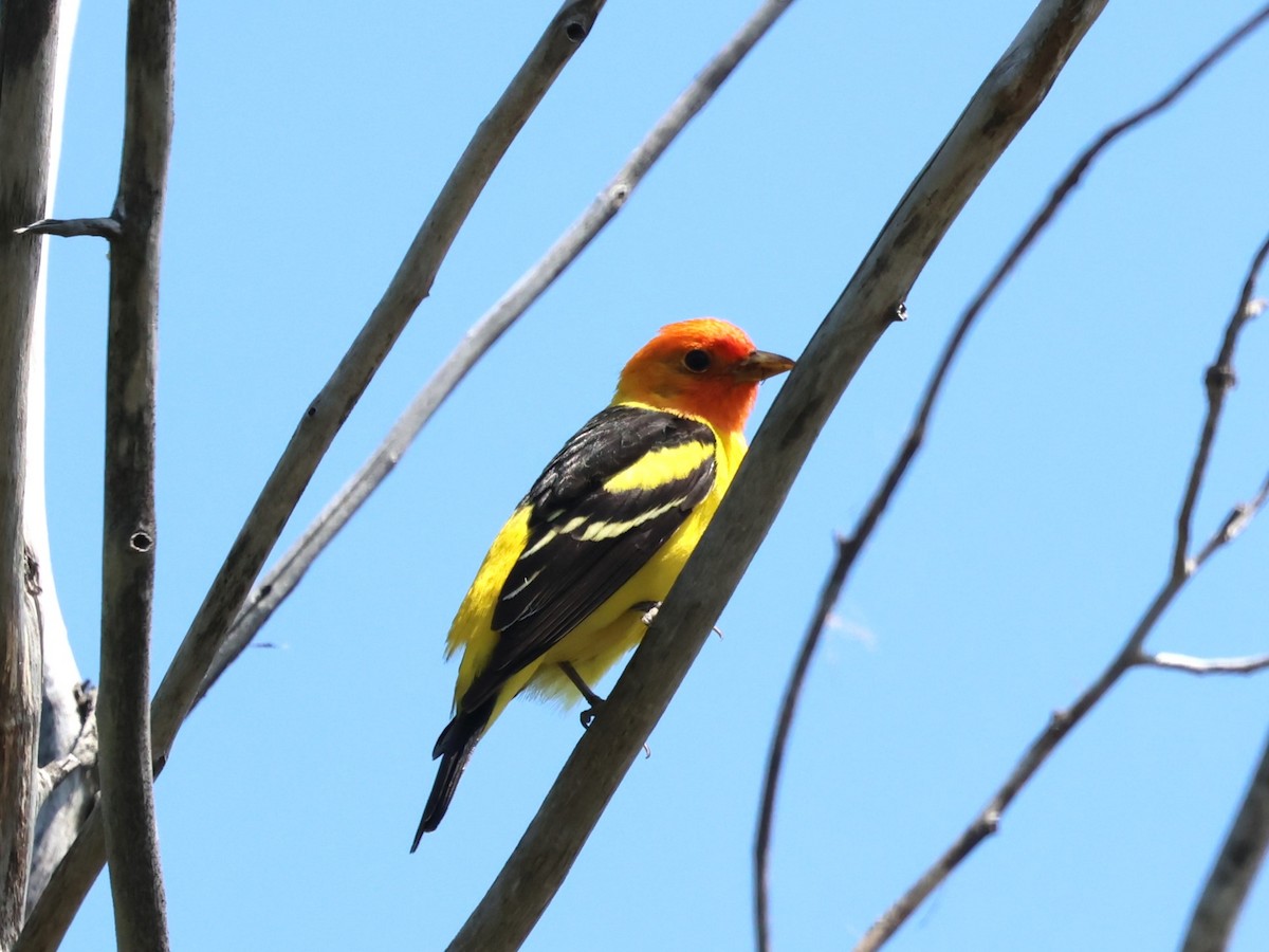Western Tanager - ML617912096