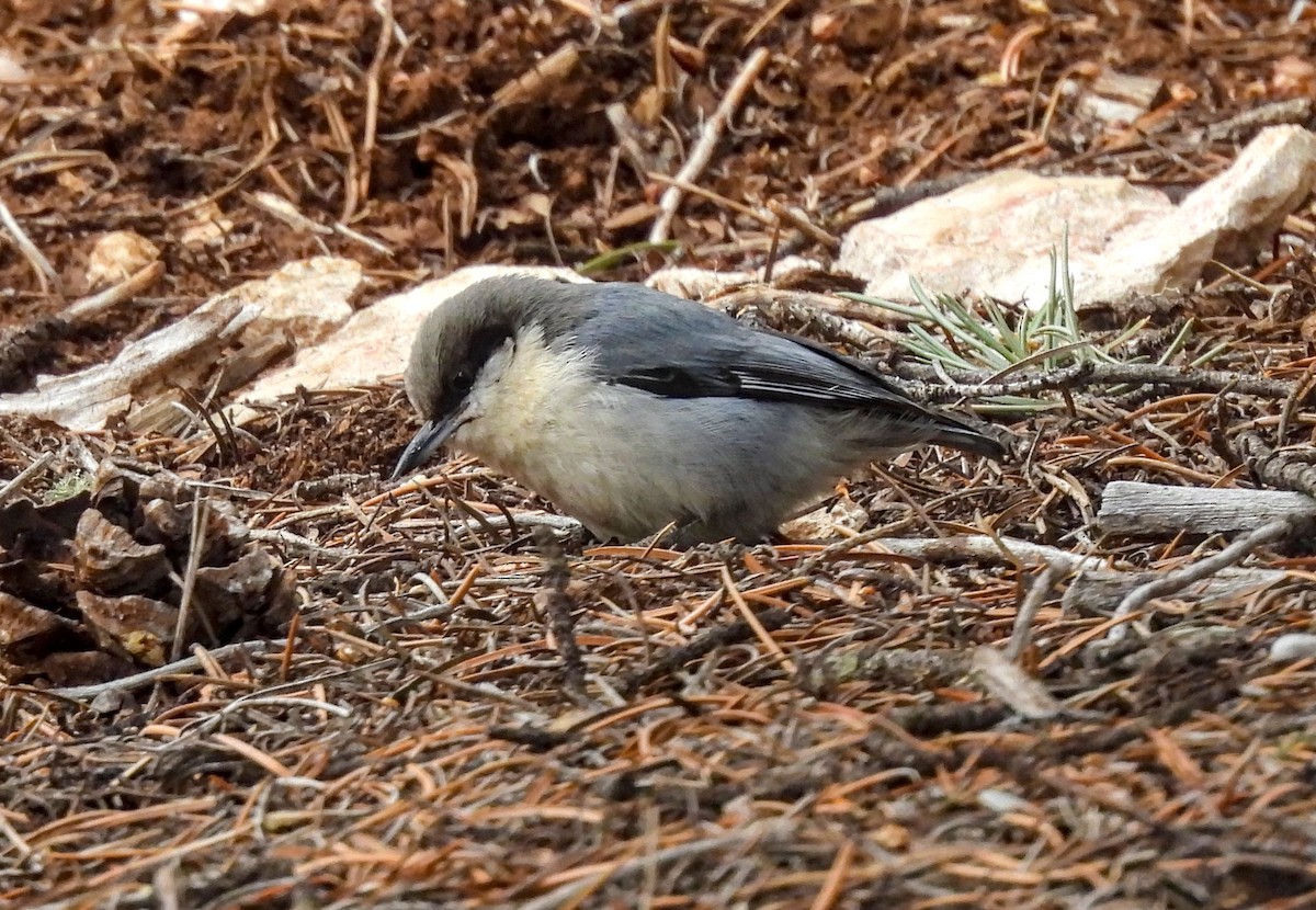 Pygmy Nuthatch - James Earles