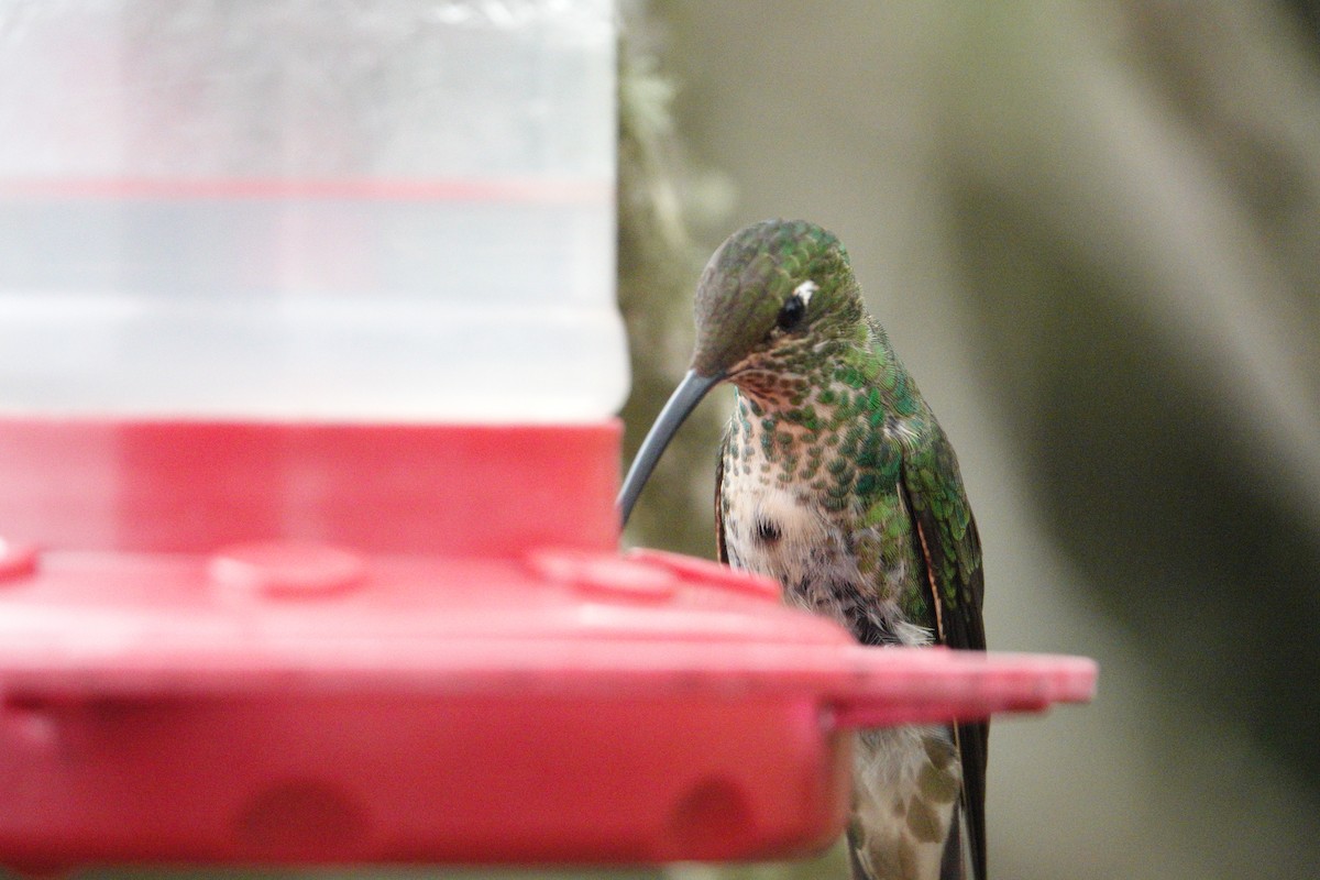 kolibřík aksamitový - ML617912118